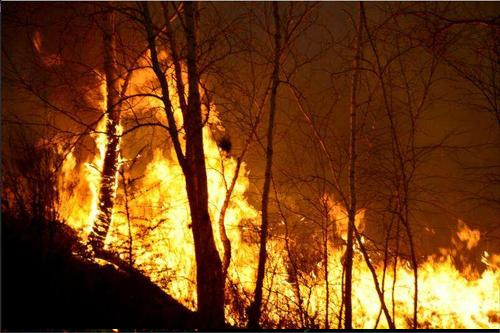 智能森林哨衛系統|用心守護一方綠水青山