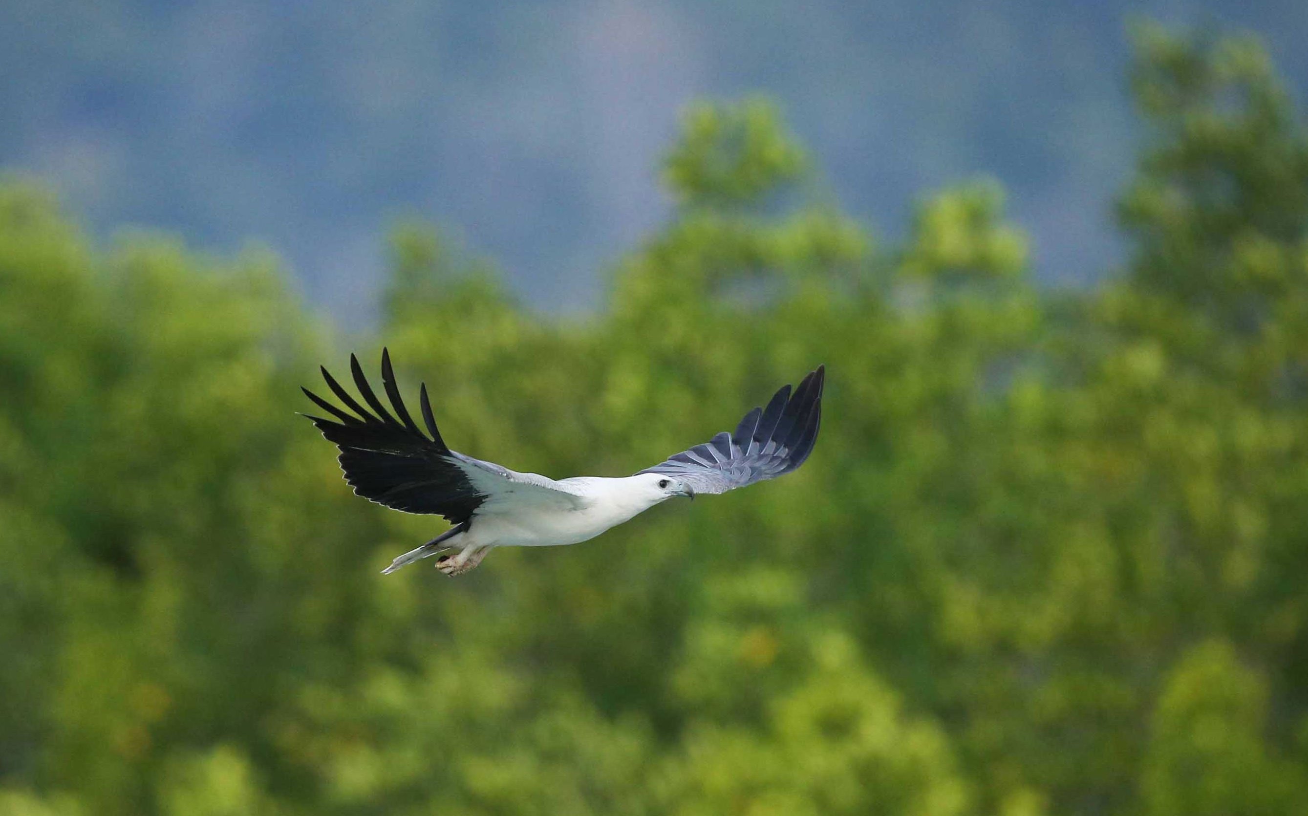 湛江首次記錄國家一級保護動物白腹海雕