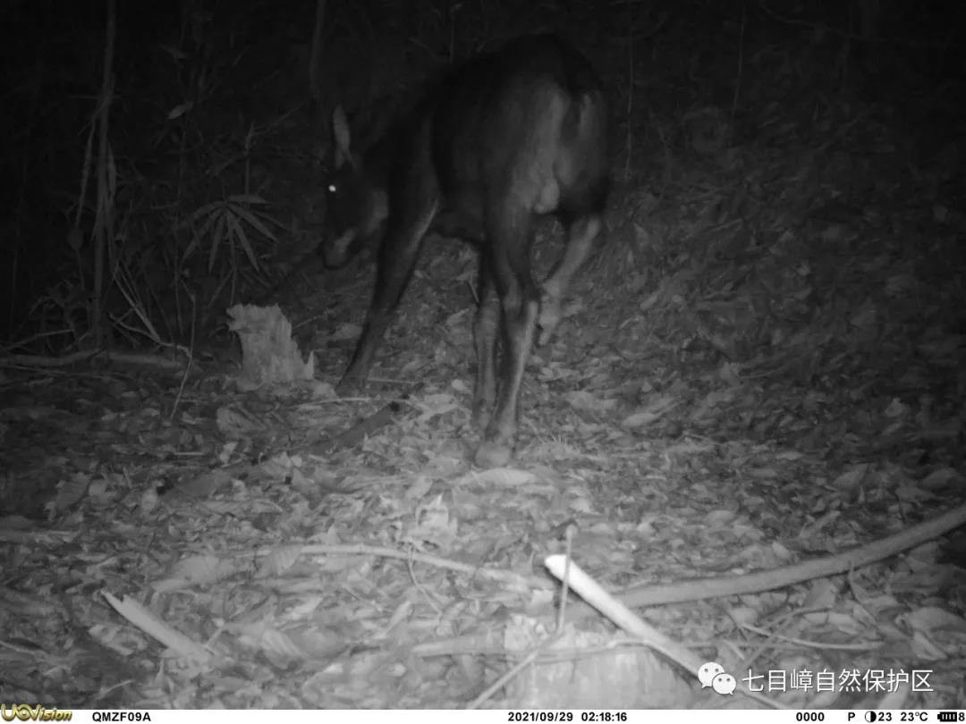 780960deeaa45ccf89a3ab0fbeea6bf3.jpg 003.jpg