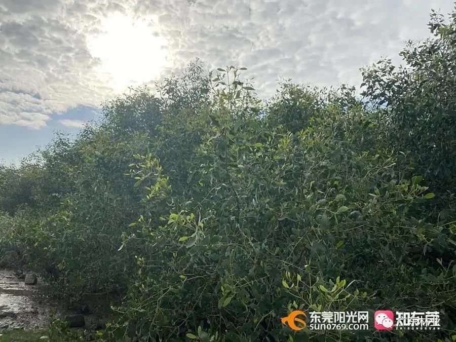 f08257a0c5aa8e0e06947b41608aa86a.jpg 012.jpg