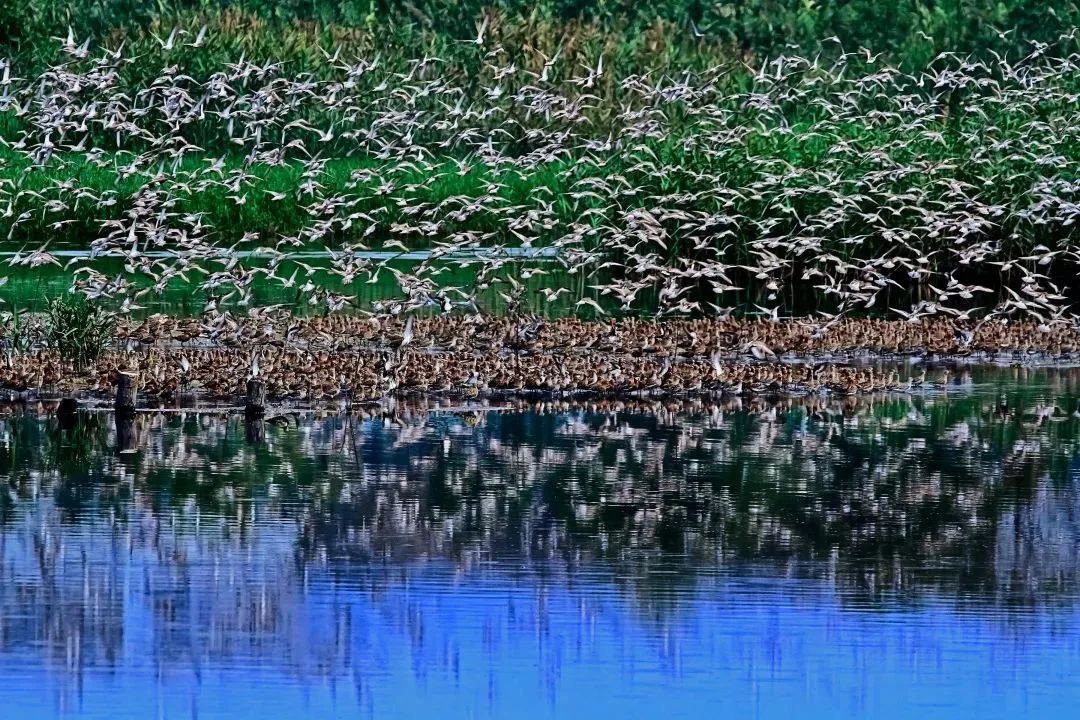 深圳共記錄野生動(dòng)植物2671種，看看你能認(rèn)出多少？