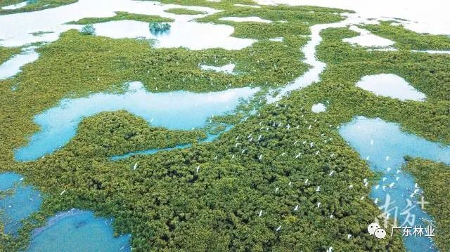 大氣磅礴！湛江紅樹(shù)林亮相央視《新聞聯(lián)播》