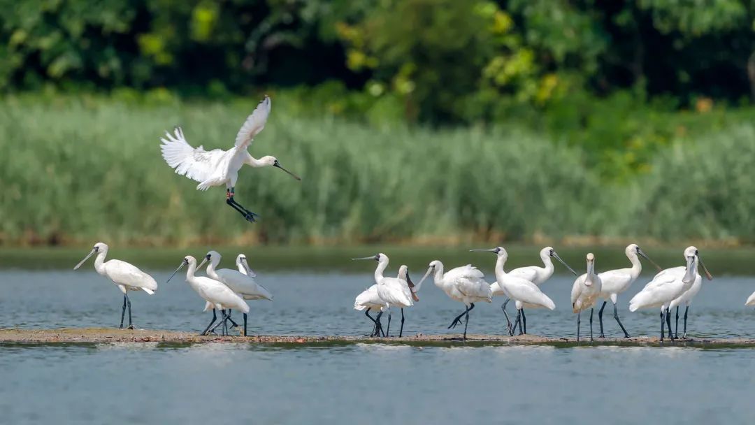國際生物多樣性日丨有多少野生動植物安家廣東？速看我省物種保護最新動態！