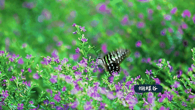 274696e681a43a0b5292a496219105f2.gif 009.gif