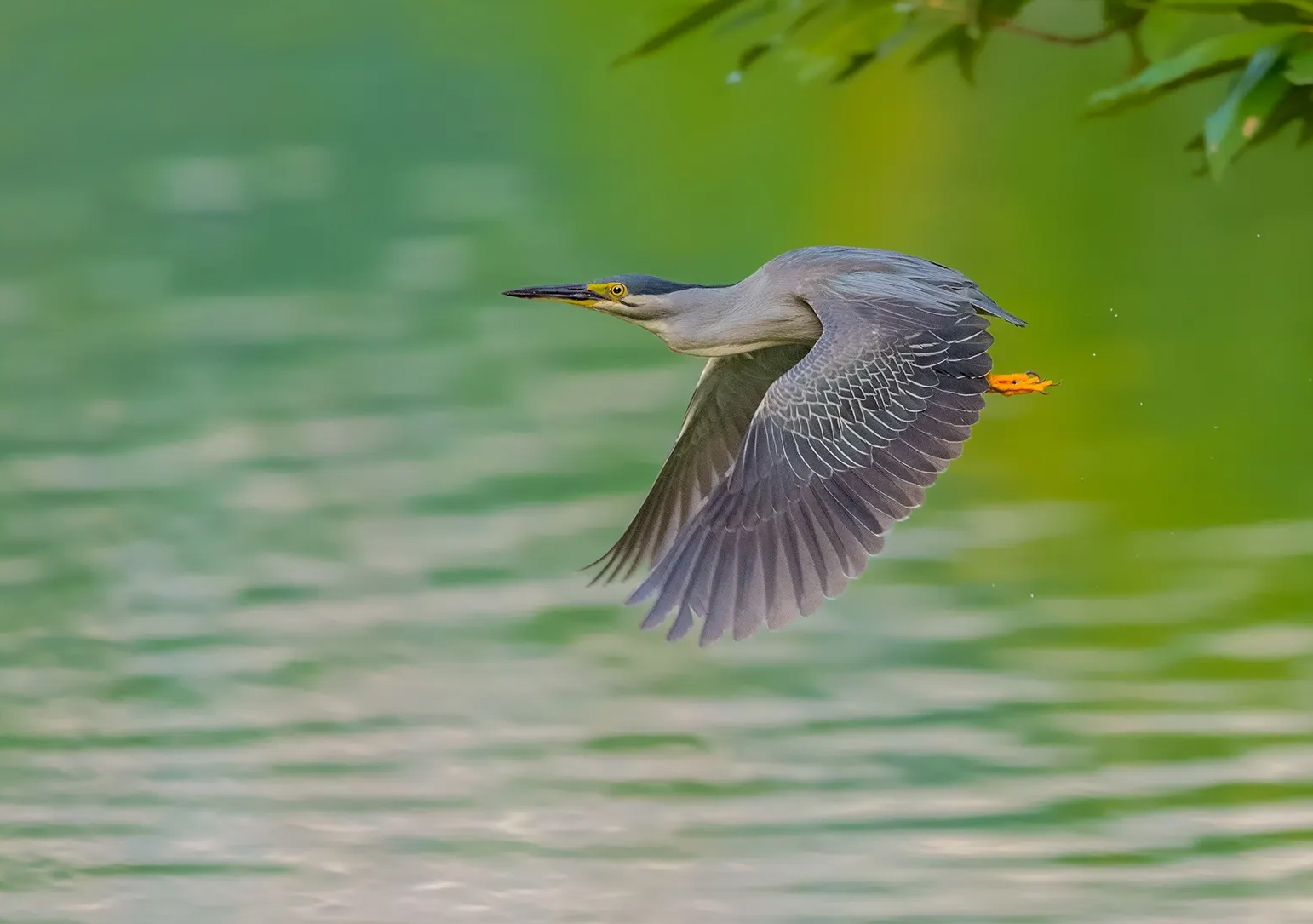 澳盾身邊的自然觀察&mdash;&mdash;綠鷺